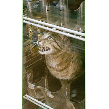 GX1000 - Bodega Cat - 8.25