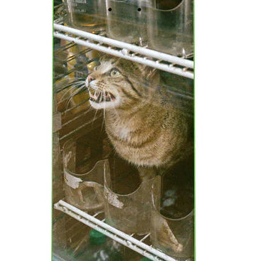 GX1000 - Bodega Cat - 8.5